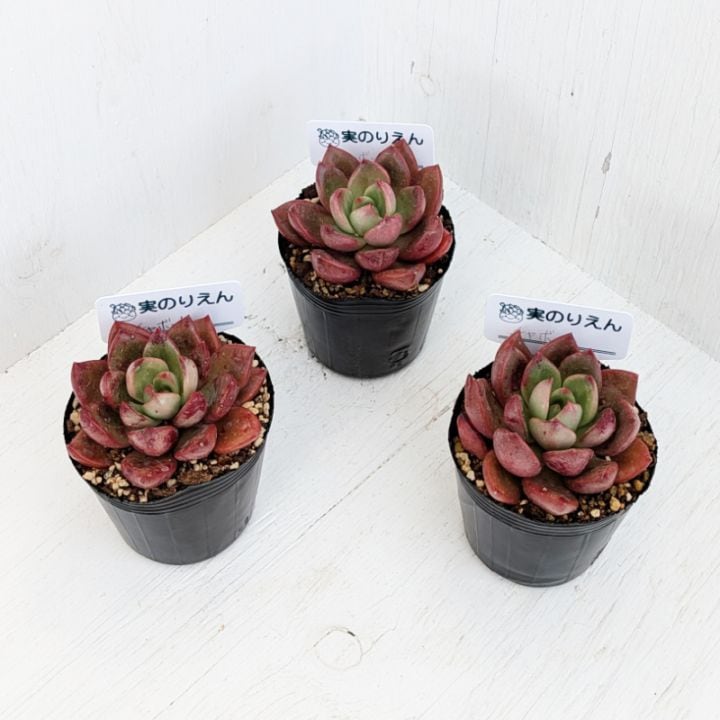 シュガーベイビー | エケベリア | 多肉植物の専門通販サイト｜実のりえん