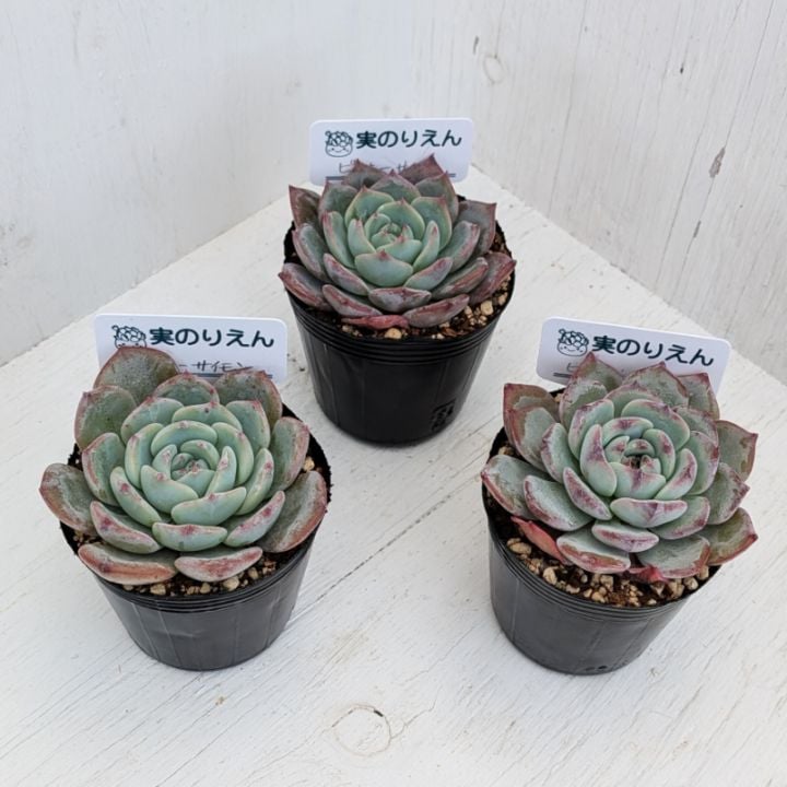 エケベリア | 多肉植物の専門通販サイト｜実のりえん