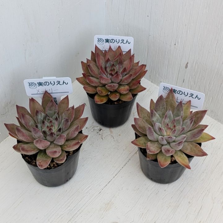 シュガーベイビー | エケベリア | 多肉植物の専門通販サイト｜実のりえん