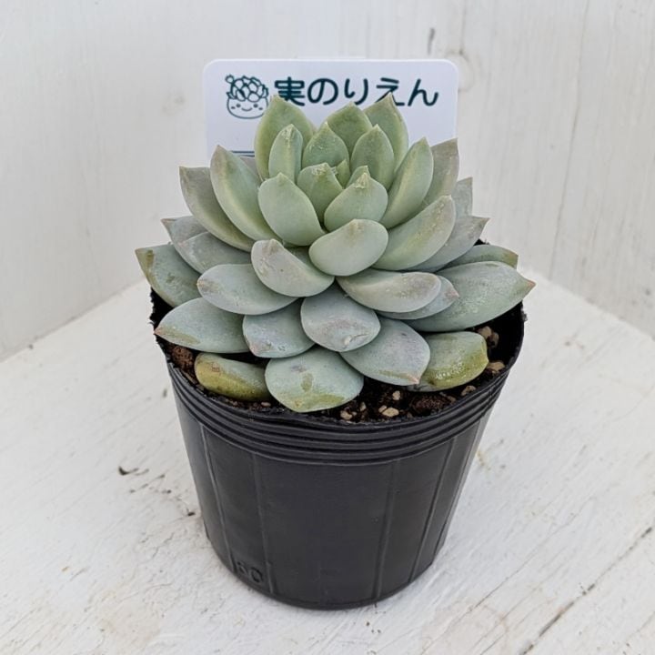 シュガーベビー　カット苗　多肉植物　ゆうパケットプラス発送　シュガーベイビー シュガーベイビー エケベリア カット苗 | 多肉植物カット苗の通販