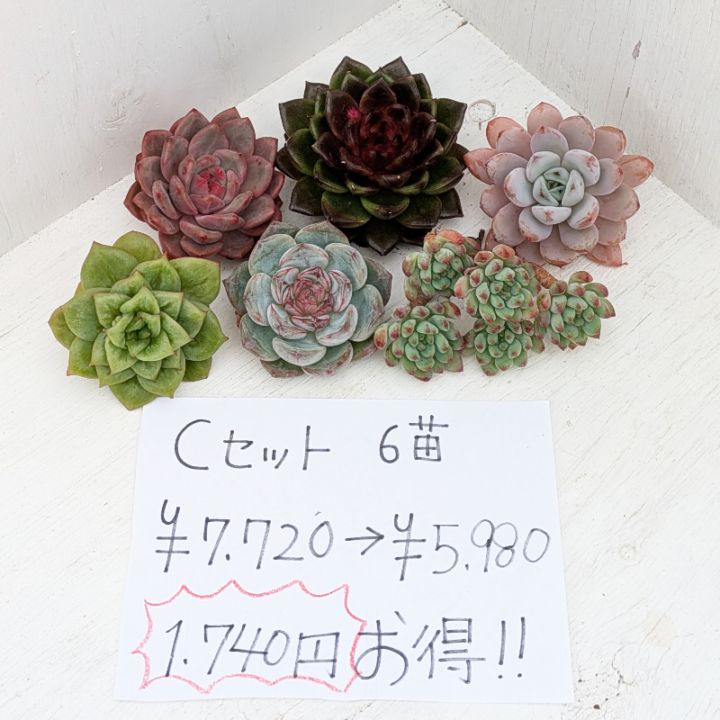 ✳️いつもの倍✳️ 大好評に付き再販多肉 抜き苗 160苗をお買い得価格で❣️ ✳️いつもの倍✳️大好評に付き再販多肉 抜き苗 160苗を