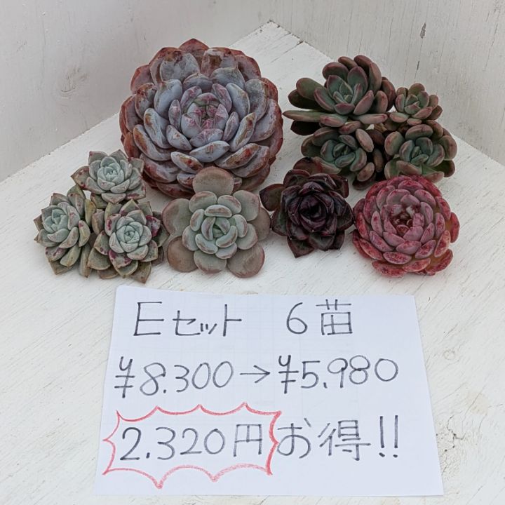 ✳️いつもの倍✳️ 大好評に付き再販多肉 抜き苗 160苗をお買い得価格で❣️ ✳️いつもの倍✳️大好評に付き再販多肉 抜き苗 160苗を