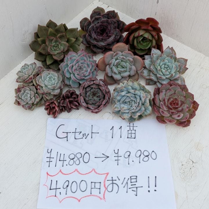 特売！ーGセットー 11苗 | エケベリア | 多肉植物の専門通販サイト｜実