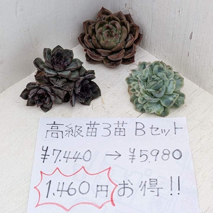 すべての商品 | 多肉植物の専門通販サイト|実のりえん すべての商品 | 多肉植物の専門通販サイト|実のりえん