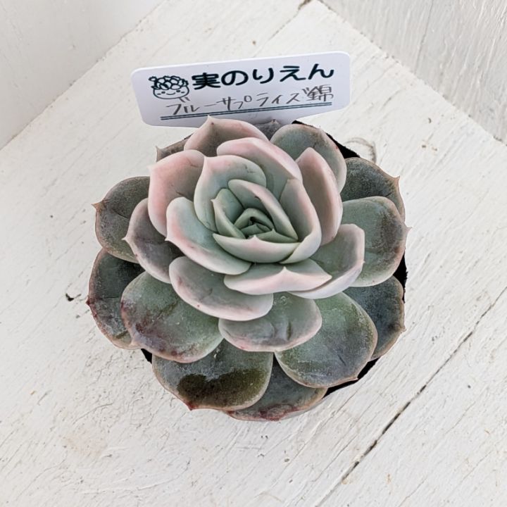 ベビーフィンガー | すべての商品 | 多肉植物の専門通販サイト｜実のりえん