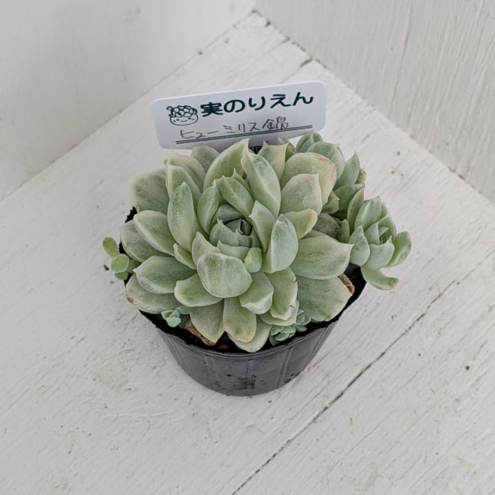 ブラックサバス | エケベリア | 多肉植物の専門通販サイト｜実のりえん