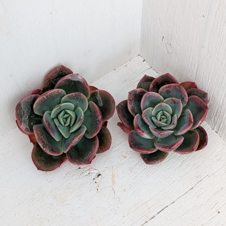 エケベリア | 多肉植物の専門通販サイト｜実のりえん