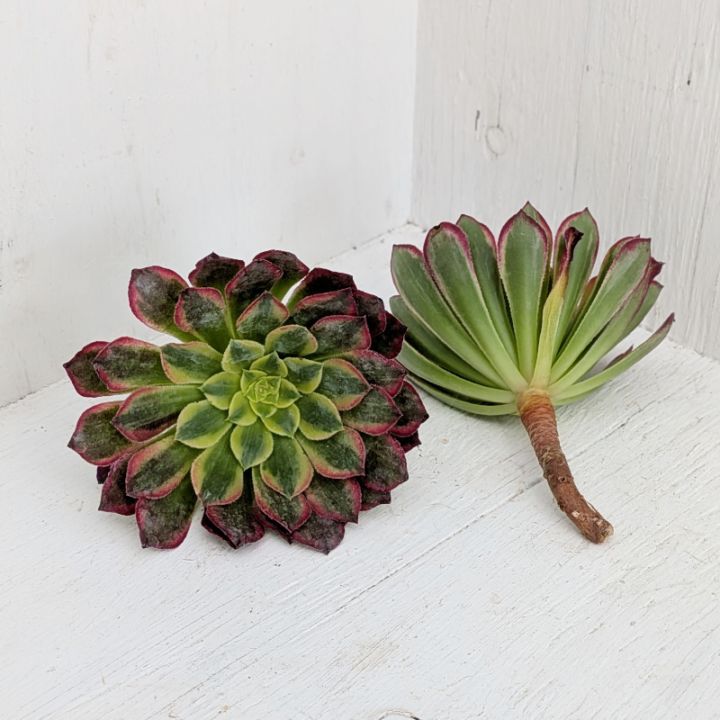 アエオニウム | 多肉植物の専門通販サイト｜実のりえん