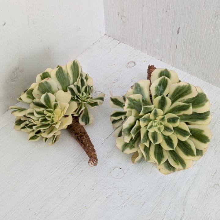 アエオニウム | 多肉植物の専門通販サイト｜実のりえん