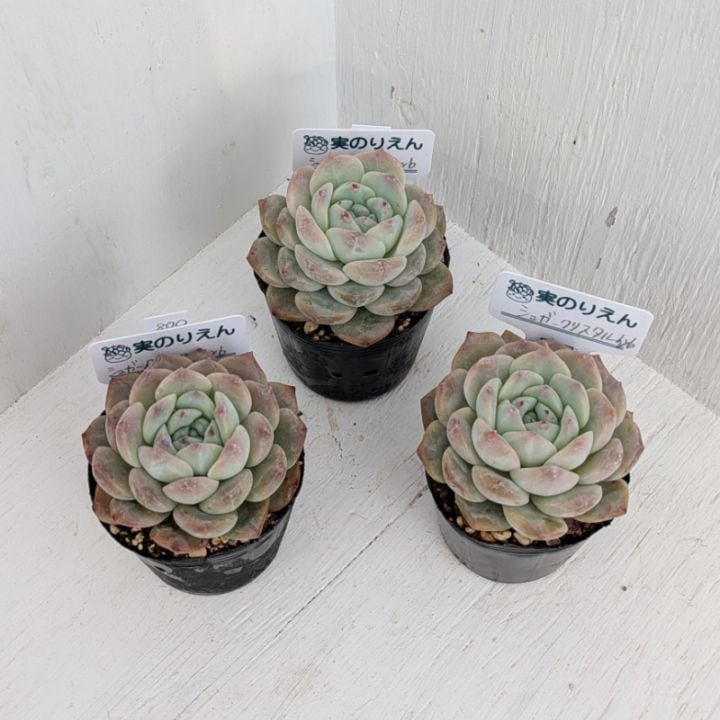 エケベリア | 多肉植物の専門通販サイト｜実のりえん
