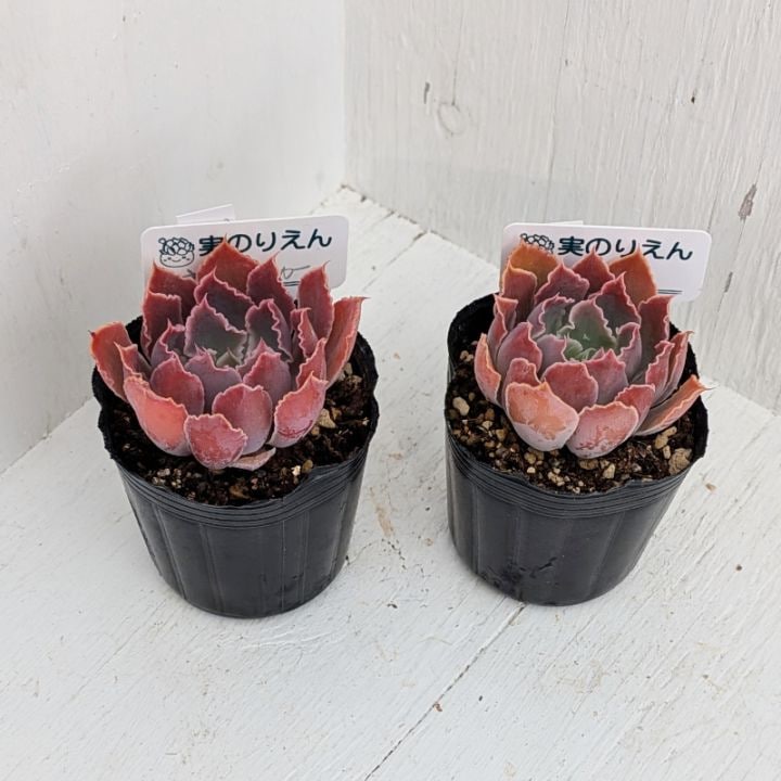 フェアリークイーン | エケベリア | 多肉植物の専門通販サイト｜実のりえん