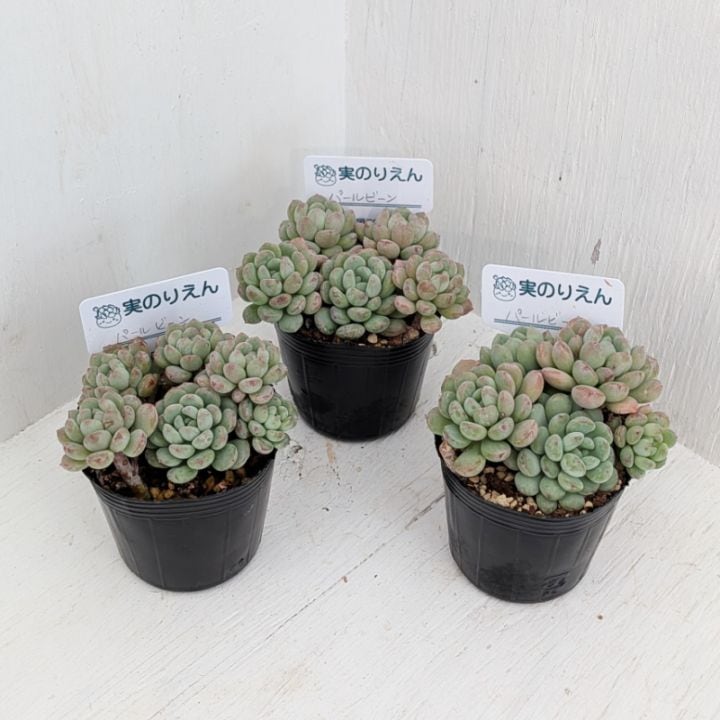 ブラックサバス | エケベリア | 多肉植物の専門通販サイト｜実のりえん