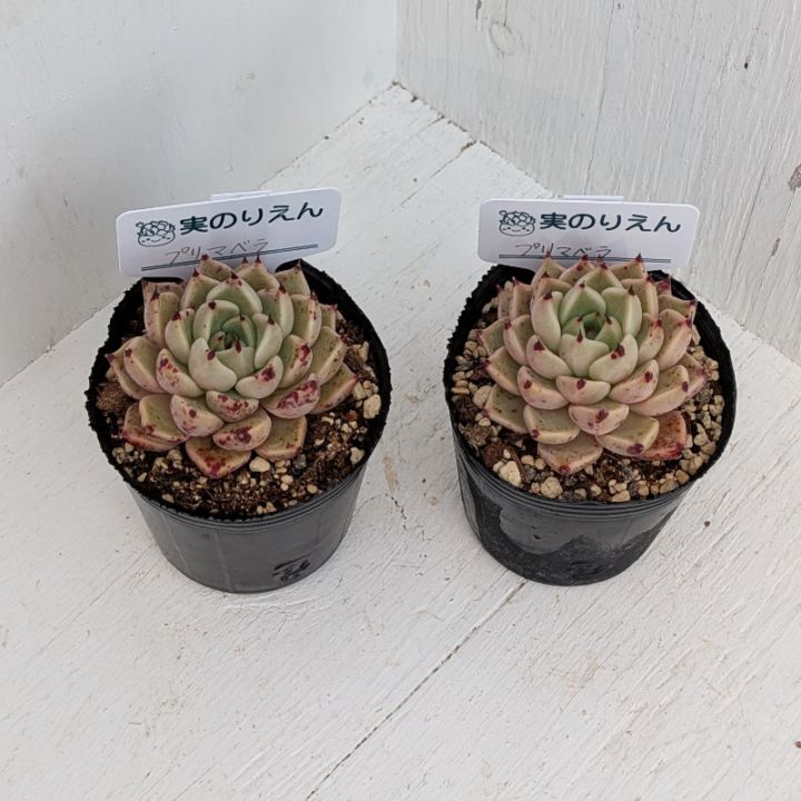 エケベリア | 多肉植物の専門通販サイト｜実のりえん