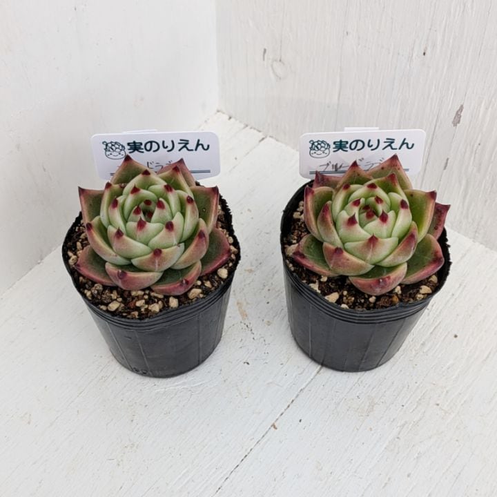 ブラックサバス | エケベリア | 多肉植物の専門通販サイト｜実のりえん