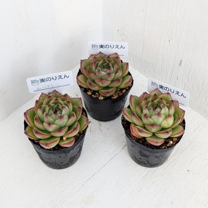 エケベリア | 多肉植物の専門通販サイト｜実のりえん