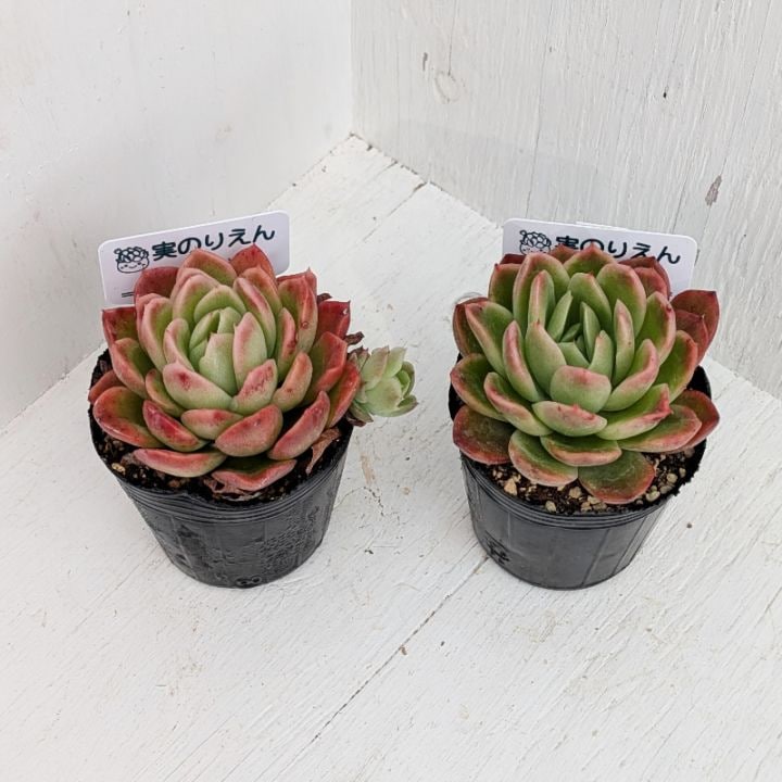 エケベリア | 多肉植物の専門通販サイト｜実のりえん