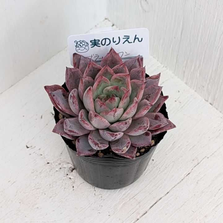 ブラックサバス | エケベリア | 多肉植物の専門通販サイト｜実のりえん