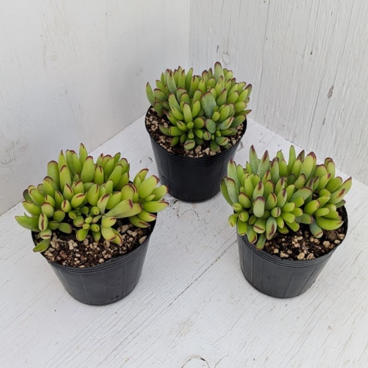 フェアリークイーン | エケベリア | 多肉植物の専門通販サイト｜実のりえん