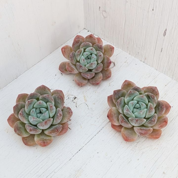 エケベリア | 多肉植物の専門通販サイト｜実のりえん