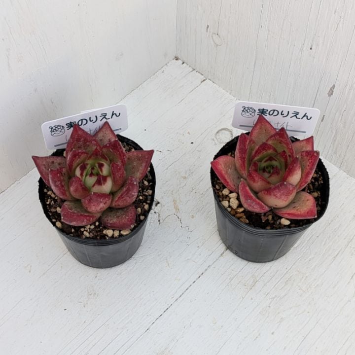 フェアリークイーン | エケベリア | 多肉植物の専門通販サイト｜実のりえん