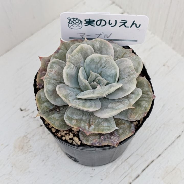 ベビーフィンガー | すべての商品 | 多肉植物の専門通販サイト｜実のりえん