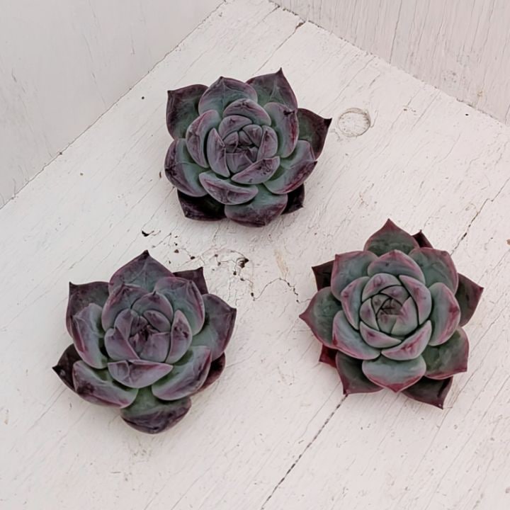 エケベリア | 多肉植物の専門通販サイト｜実のりえん