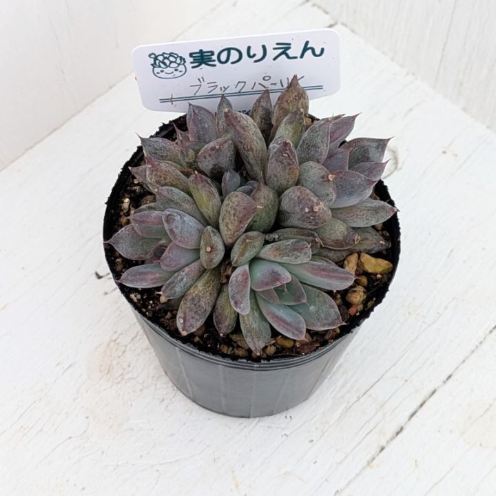 ブラックサバス | エケベリア | 多肉植物の専門通販サイト｜実のりえん