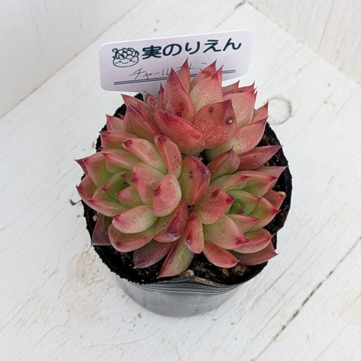 ベビーフィンガー | すべての商品 | 多肉植物の専門通販サイト｜実のりえん