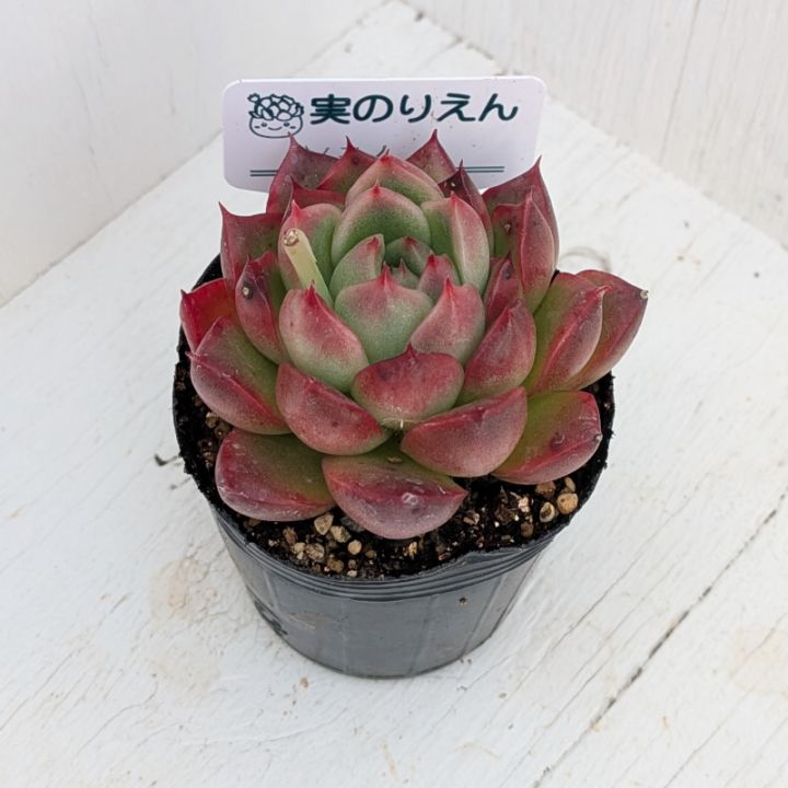 フェアリークイーン | エケベリア | 多肉植物の専門通販サイト｜実のりえん