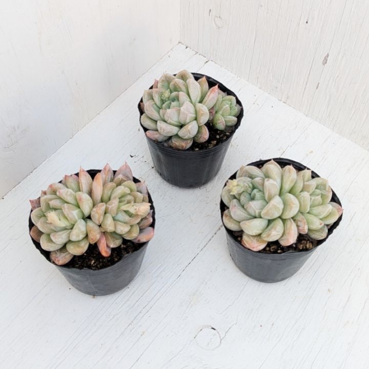 多肉植物の専門通販サイト｜実のりえん