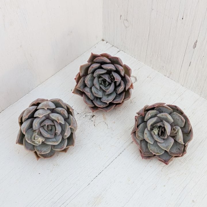 エケベリア | 多肉植物の専門通販サイト｜実のりえん