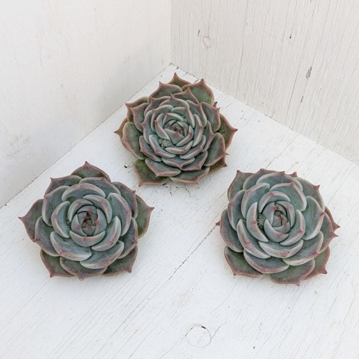 エケベリア | 多肉植物の専門通販サイト｜実のりえん