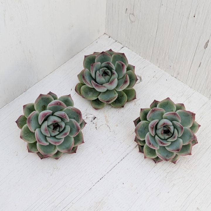 エケベリア | 多肉植物の専門通販サイト｜実のりえん