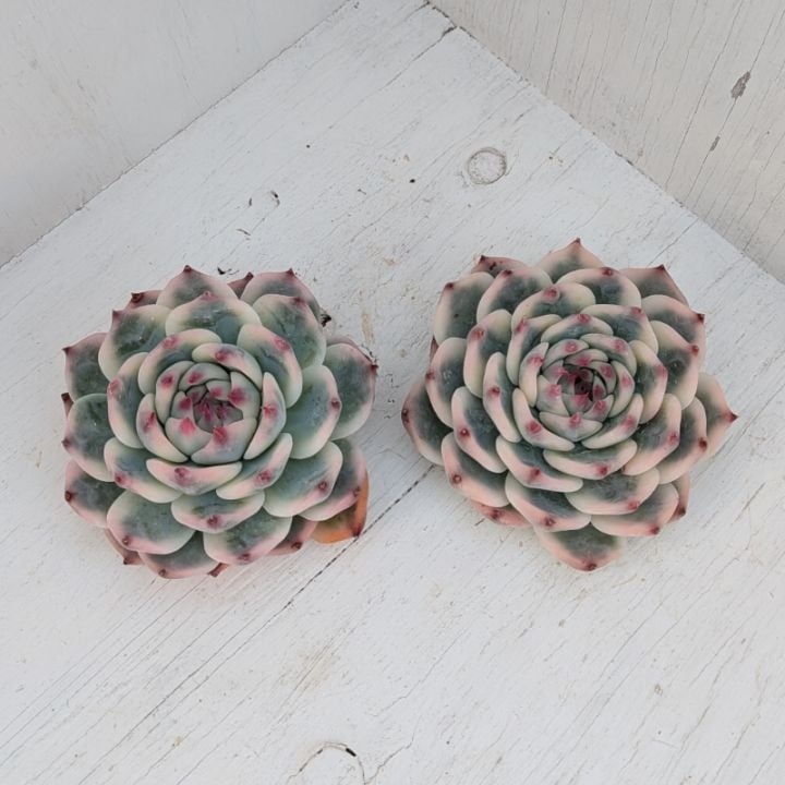 エケベリア | 多肉植物の専門通販サイト｜実のりえん