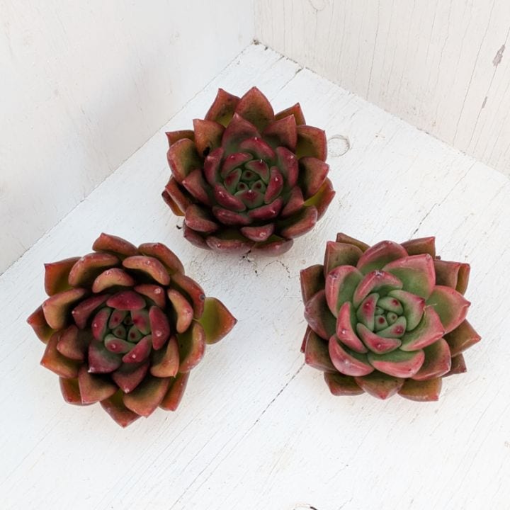 エケベリア | 多肉植物の専門通販サイト｜実のりえん