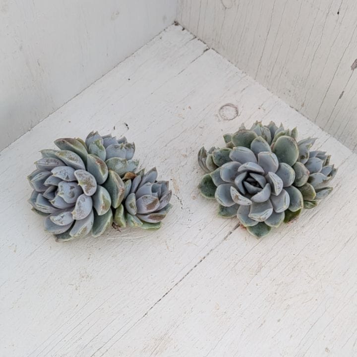 エケベリア | 多肉植物の専門通販サイト｜実のりえん