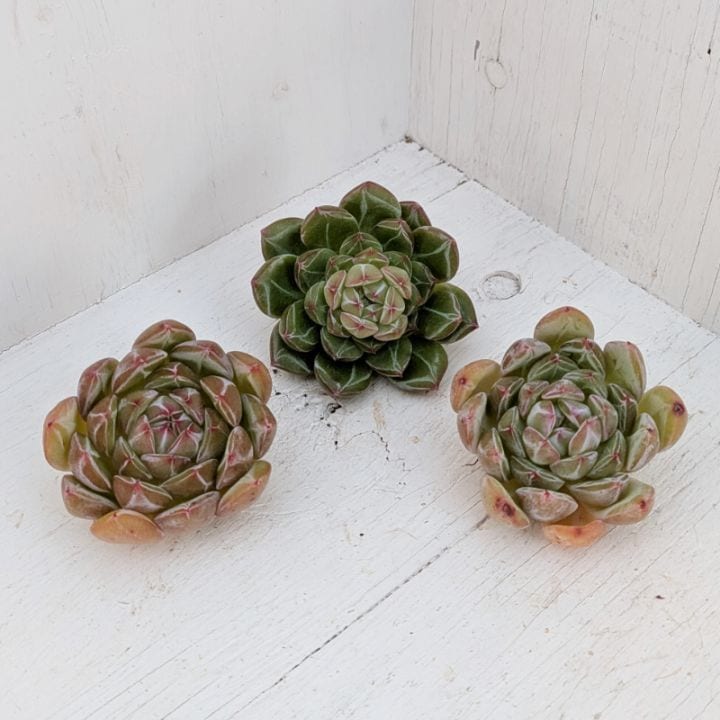 エケベリア | 多肉植物の専門通販サイト｜実のりえん