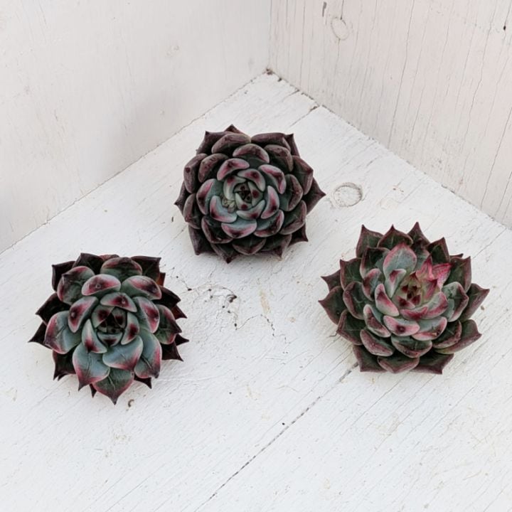 エケベリア | 多肉植物の専門通販サイト｜実のりえん