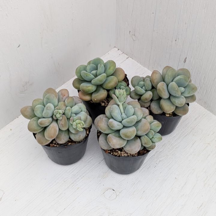 多肉植物❤️アエオニウム錦❤️ 青い波 ❤️碧浪❤️ 1大頭12-15cm拨き苗 小人の祭り錦 | アエオニウム | 多肉植物の専門通販サイト｜実のりえん