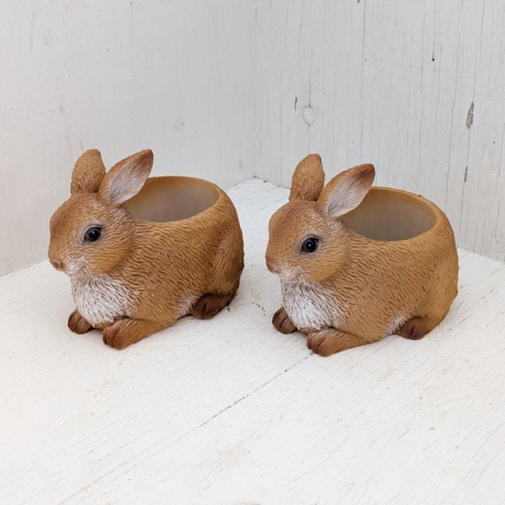 すべての商品 | 多肉植物の専門通販サイト｜実のりえん