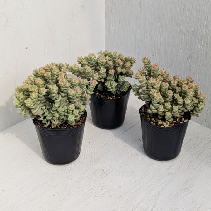 ❤️クミりん様お取置き品❤️多肉植物そのまま飾れる❤️麻のコーヒーカップ❤️ 多肉植物の専門通販サイト｜実のりえん