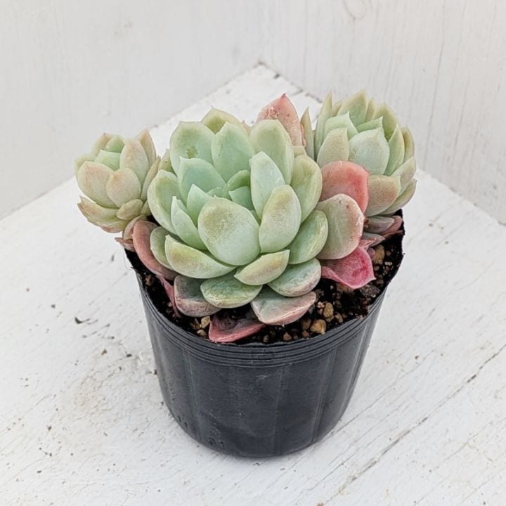すべての商品 | 多肉植物の専門通販サイト｜実のりえん