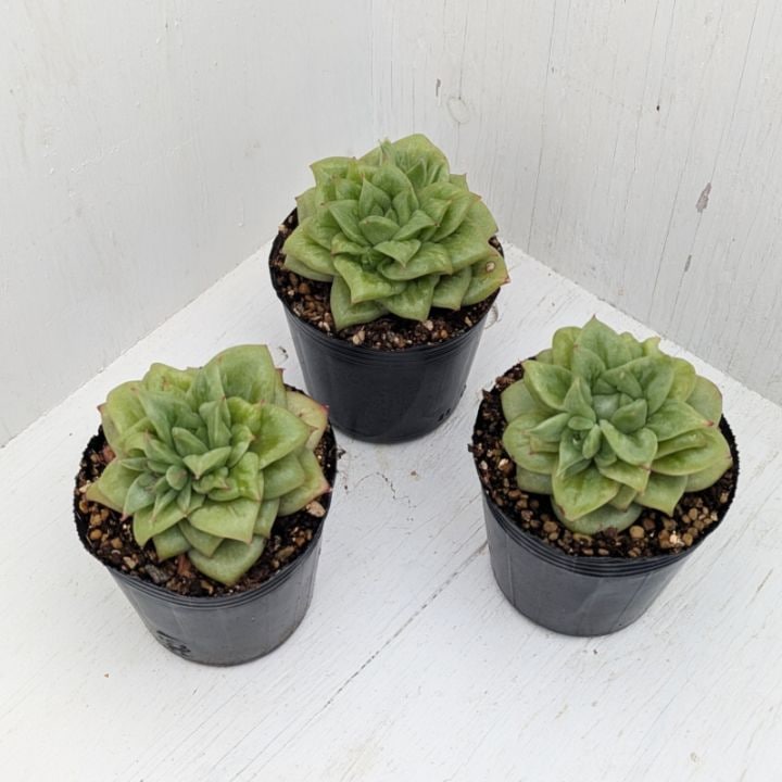 Ｂ-37 多肉植物の油絵　４号　額付き 多肉植物｜豊明卸問屋ドットコム