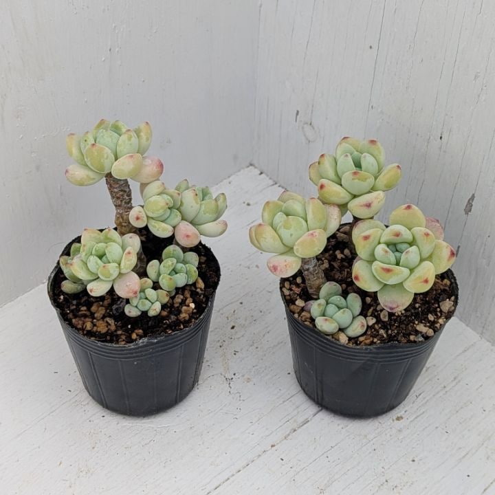 ベビーフィンガー | すべての商品 | 多肉植物の専門通販サイト｜実のりえん