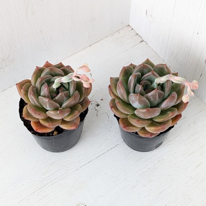 すべての商品 | 多肉植物の専門通販サイト｜実のりえん