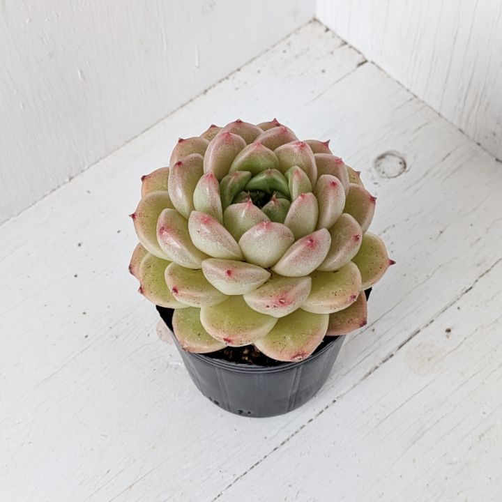すべての商品 | 多肉植物の専門通販サイト｜実のりえん
