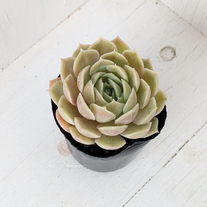 つねりん 多肉植物のオルゴナイト全10点セット すべての商品 | 多肉植物の専門通販サイト｜実のりえん