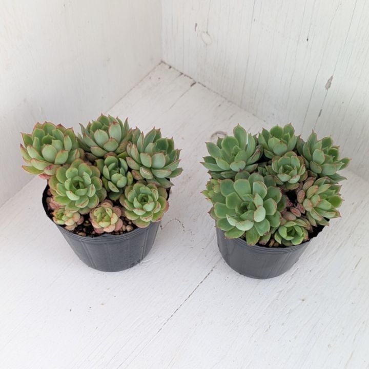 スノーピーチ | すべての商品 | 多肉植物の専門通販サイト｜実のりえん