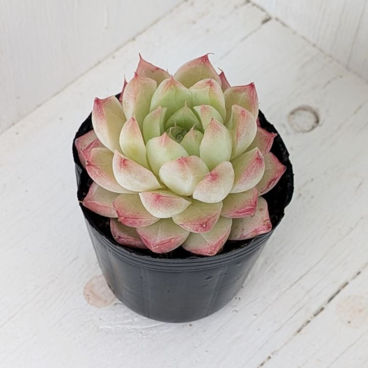 Top【選抜株】多肉植物 361517ギャンズハウ 80個 鉢無し/脱土 商品の