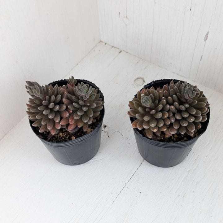 その他 | 多肉植物の専門通販サイト｜実のりえん